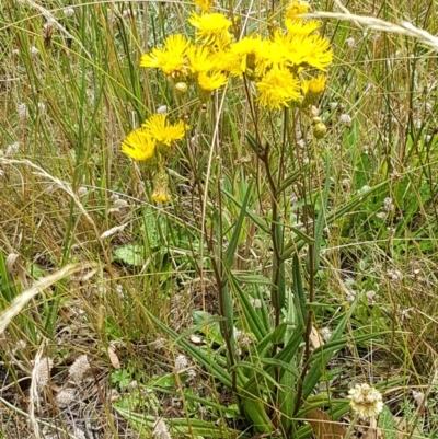 Podolepis jaceoides (Showy Copper-wire Daisy) at Cotter River, ACT - 23 Feb 2021 by trevorpreston