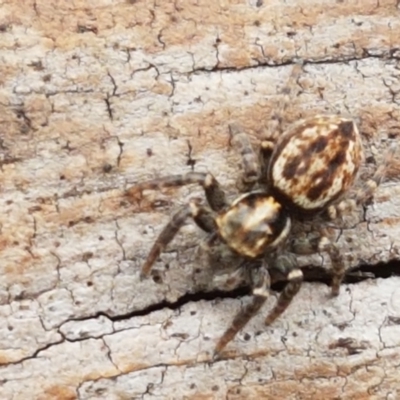 Unidentified Spider (Araneae) at Cotter River, ACT - 23 Feb 2021 by trevorpreston