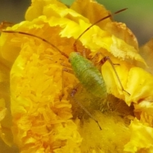 Tettigoniidae (family) at Cotter River, ACT - 23 Feb 2021