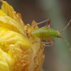 Tettigoniidae (family) at Cotter River, ACT - 23 Feb 2021