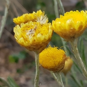 Coronidium scorpioides at Cotter River, ACT - 23 Feb 2021