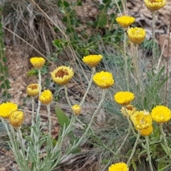 Coronidium scorpioides at Cotter River, ACT - 23 Feb 2021