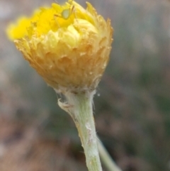 Coronidium scorpioides at Cotter River, ACT - 23 Feb 2021