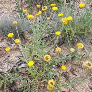 Coronidium scorpioides at Cotter River, ACT - 23 Feb 2021 12:08 PM