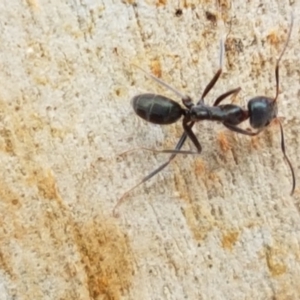 Iridomyrmex mayri at Cotter River, ACT - 23 Feb 2021 11:59 AM