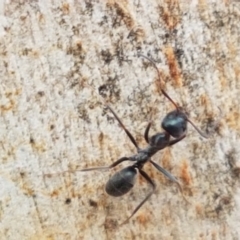 Iridomyrmex mayri at Cotter River, ACT - 23 Feb 2021