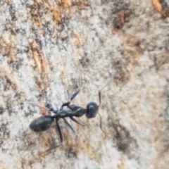 Iridomyrmex mayri at Cotter River, ACT - 23 Feb 2021