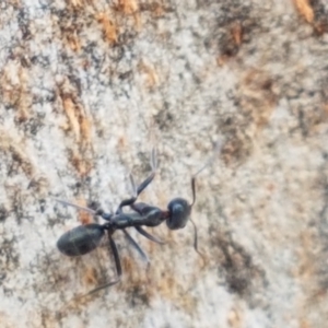 Iridomyrmex mayri at Cotter River, ACT - 23 Feb 2021 11:59 AM