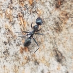 Iridomyrmex mayri at Cotter River, ACT - 23 Feb 2021 11:59 AM