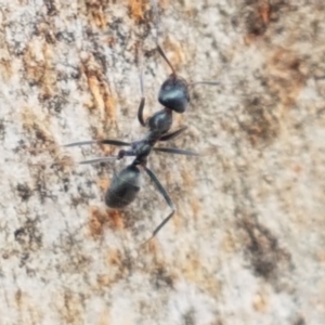 Iridomyrmex mayri at Cotter River, ACT - 23 Feb 2021