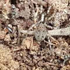 Unidentified Spider (Araneae) at Cotter River, ACT - 23 Feb 2021 by trevorpreston