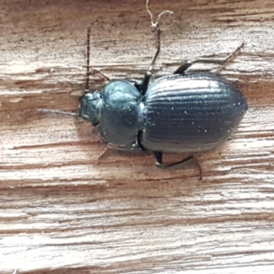 Adelium subdepressum (Darkling Beetle) at Cotter River, ACT - 23 Feb 2021 by trevorpreston