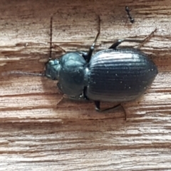 Adelium subdepressum at Cotter River, ACT - 23 Feb 2021