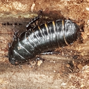 Panesthia australis at Cotter River, ACT - 23 Feb 2021