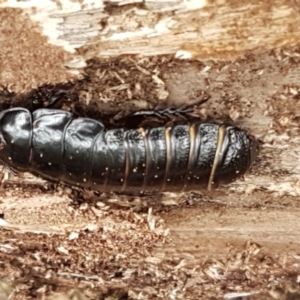 Panesthia australis at Cotter River, ACT - 23 Feb 2021