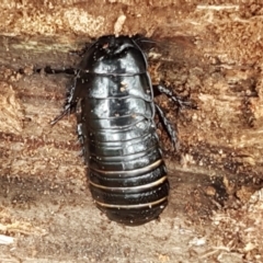 Panesthia australis at Cotter River, ACT - 23 Feb 2021