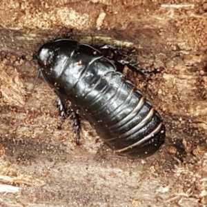 Panesthia australis at Cotter River, ACT - 23 Feb 2021