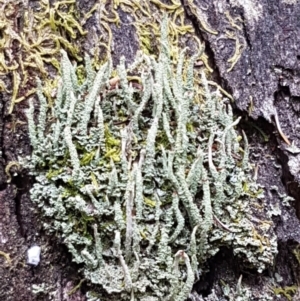 Cladonia sp. (genus) at Cotter River, ACT - 23 Feb 2021