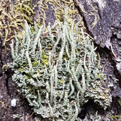 Cladonia sp. (genus) (Cup Lichen) at Cotter River, ACT - 23 Feb 2021 by tpreston
