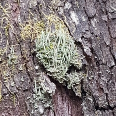 Cladonia sp. (genus) at Cotter River, ACT - 23 Feb 2021 11:46 AM