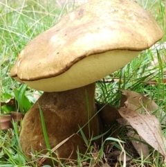 Phlebopus marginatus (Giant Bolete) at Cotter River, ACT - 23 Feb 2021 by tpreston