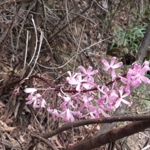 Dipodium roseum at Cotter River, ACT - 23 Feb 2021