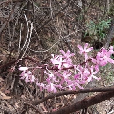 Dipodium roseum (Rosy Hyacinth Orchid) at Cotter River, ACT - 23 Feb 2021 by tpreston