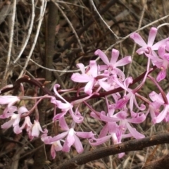 Dipodium roseum at Cotter River, ACT - 23 Feb 2021