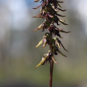 Corunastylis clivicola at Gundaroo, NSW - 22 Feb 2021