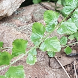 Asplenium flabellifolium at Cotter River, ACT - 23 Feb 2021