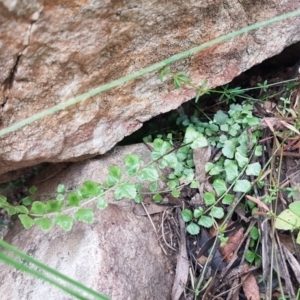 Asplenium flabellifolium at Cotter River, ACT - 23 Feb 2021