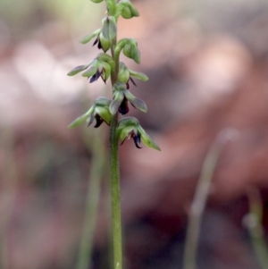 Corunastylis clivicola at Gundaroo, NSW - 22 Feb 2021