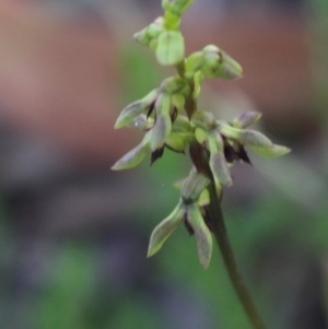 Corunastylis clivicola at Gundaroo, NSW - 22 Feb 2021