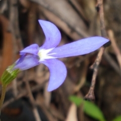 Lobelia simplicicaulis at Corin Reservoir - 23 Feb 2021 by trevorpreston