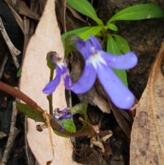 Lobelia simplicicaulis at Cotter River, ACT - 23 Feb 2021