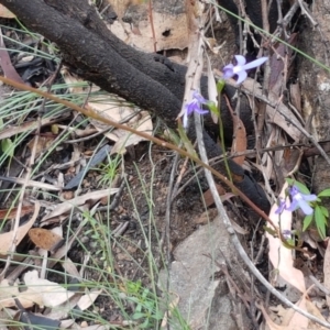 Lobelia simplicicaulis at Cotter River, ACT - 23 Feb 2021