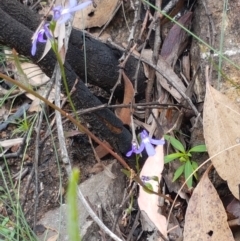 Lobelia simplicicaulis at Cotter River, ACT - 23 Feb 2021