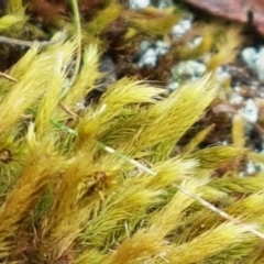 Breutelia (A moss) at Corin Reservoir - 23 Feb 2021 by trevorpreston