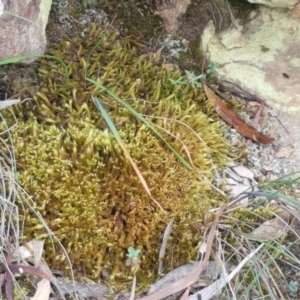 Breutelia at Corin Reservoir - 23 Feb 2021