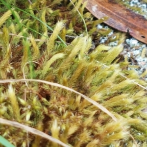 Breutelia at Corin Reservoir - 23 Feb 2021