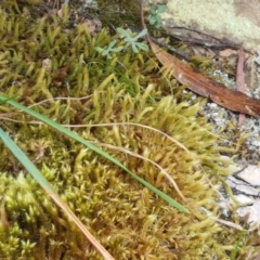 Breutelia at Corin Reservoir - 23 Feb 2021