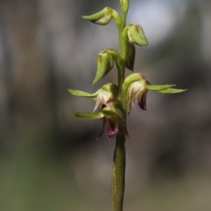 Corunastylis cornuta at Gundaroo, NSW - 22 Feb 2021