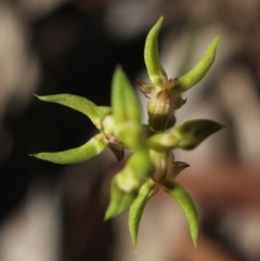 Corunastylis cornuta at Gundaroo, NSW - 22 Feb 2021