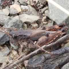 Phaulacridium vittatum (Wingless Grasshopper) at Corin Reservoir - 23 Feb 2021 by trevorpreston