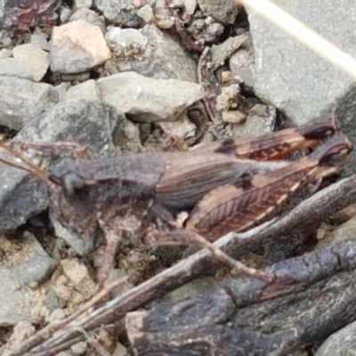 Phaulacridium vittatum (Wingless Grasshopper) at Cotter River, ACT - 23 Feb 2021 by tpreston