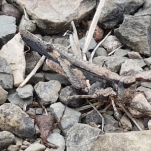 Pycnostictus seriatus at Cotter River, ACT - 23 Feb 2021 11:13 AM