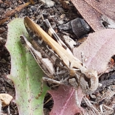 Austroicetes sp. (genus) (A grasshopper) at Cotter River, ACT - 23 Feb 2021 by tpreston