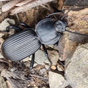 Cardiothorax monarensis at Cotter River, ACT - 23 Feb 2021 11:11 AM