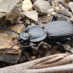 Cardiothorax monarensis at Cotter River, ACT - 23 Feb 2021