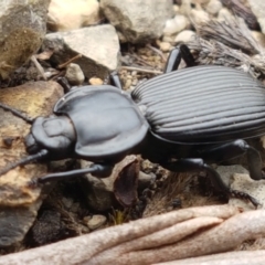 Cardiothorax monarensis at Cotter River, ACT - 23 Feb 2021 11:11 AM